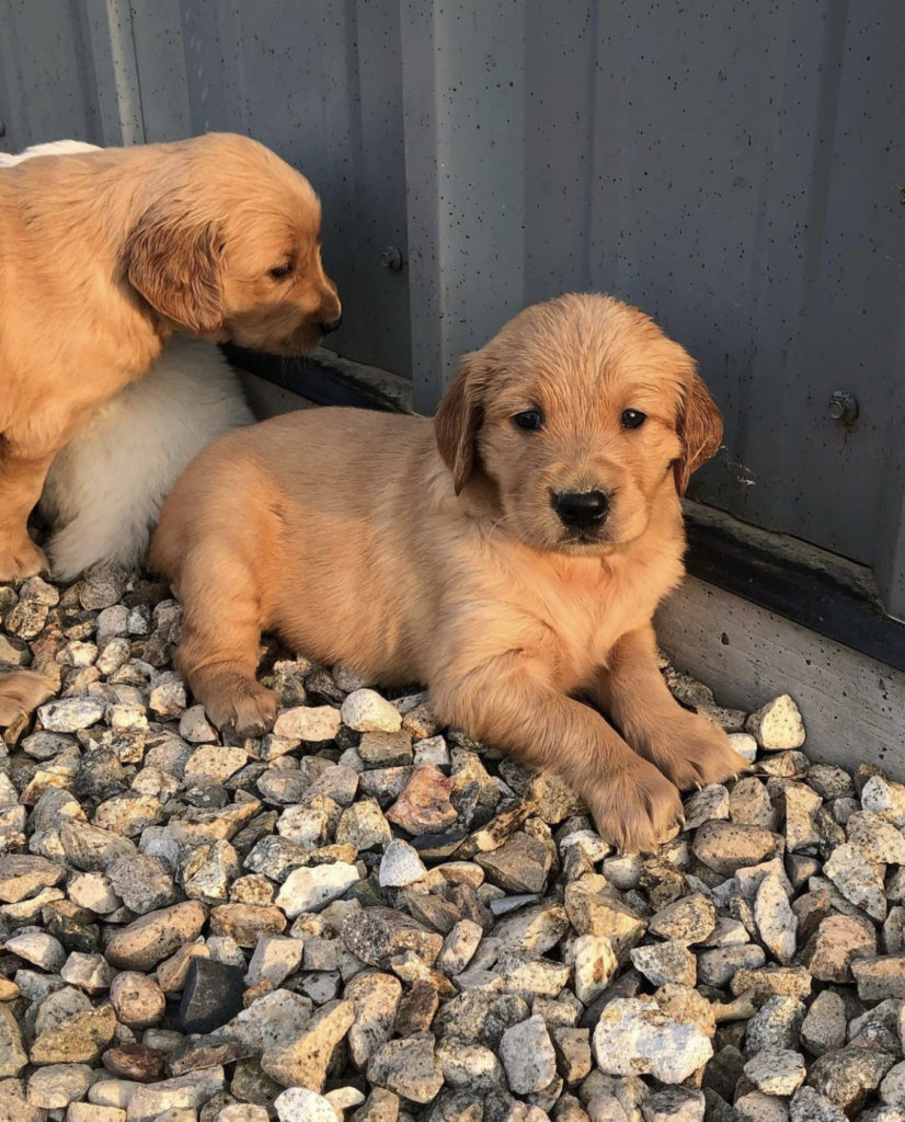Golden Retriever Puppies For Sale Golden Retriever Puppies For Sale