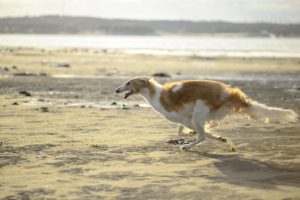Borzoi dg puppy for sale in USA