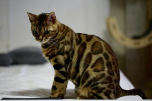 bengal cat for sale in USA