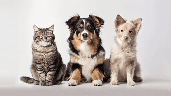 free pet classifieds in USA