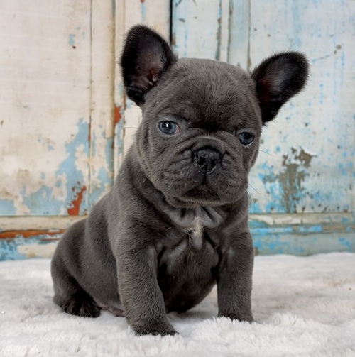 French Bulldog Puppies For Sale - California, USA