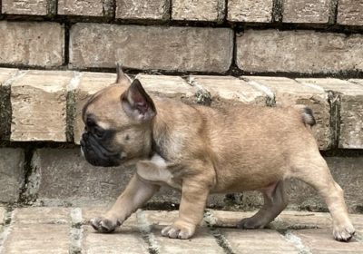Great Frenchies puppies with all paperwork ready
