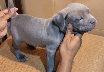 Loving Cane Corso puppies for sale