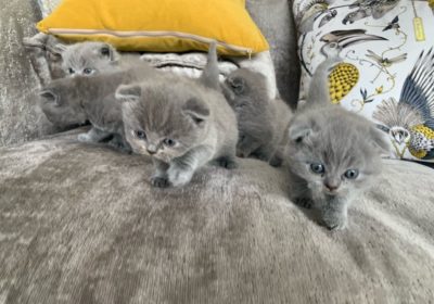 perfect-blue-kittens-pedigree-tica-registration-602d7996de8f3