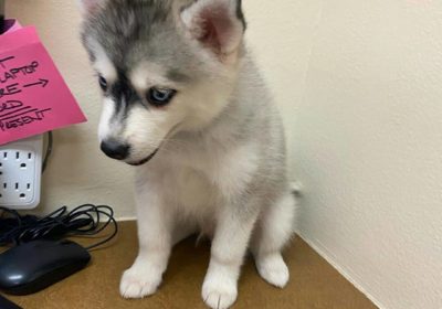 pomsky_puppies_for_adoption_1634684292037_0