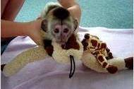 usda-capuchin-monkeys-other-1010577048