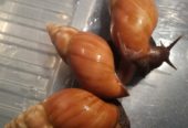 Achatina Giant African Land Pet Snails available now
