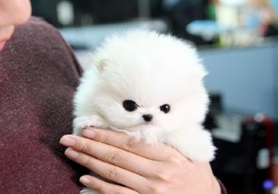 pomeranian puppies are ready for good homes