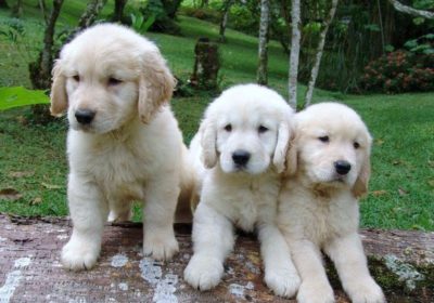 Absolute Golden Retriever Puppies For Sale