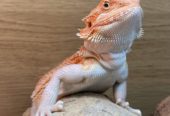 Beautiful orange hypo het witblits bearded dragon female For Sale