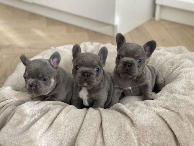 Awesome Blue Frenchies