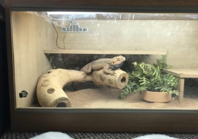 Female Bearded Dragon 2 years For Sale