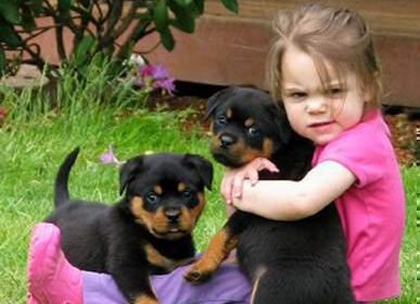 Cute-Rottweiler-Puppies