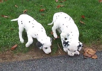 Dalmatian-Puppies-21