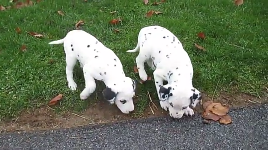 Dalmatian-Puppies-21