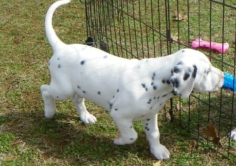 Dalmatian-Puppies-8