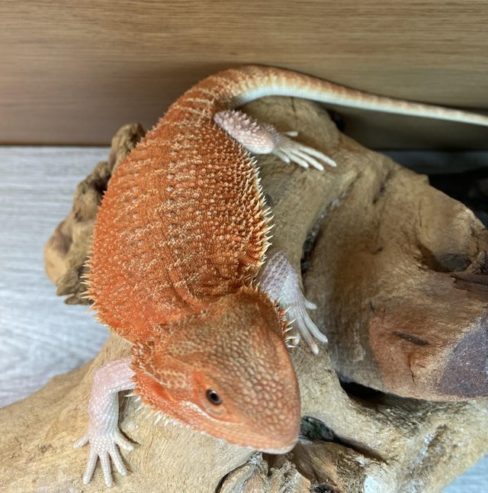Beautiful orange hypo het witblits bearded dragon female For Sale
