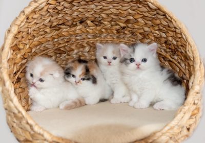 absolutely-adorable-scottish-kittens-5f4046bd48ce0