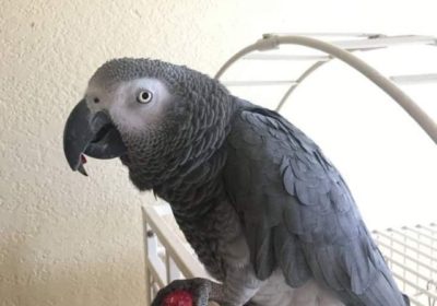 Very Talkative African Grey Parrots for sale