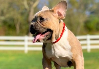french-bulldog-puppy-picture-a672f431-be59-4f69-ba83-7c50b5bd10c6