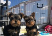 Adorable teacup yorkie pups available