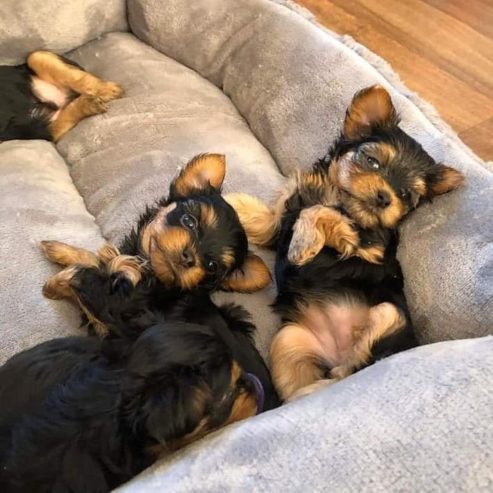 Adorable teacup yorkie pups available