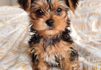 yorkie_puppies_for_sale110pCWkeN7CLgL31
