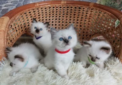Cute Birman Kittens for Adoption