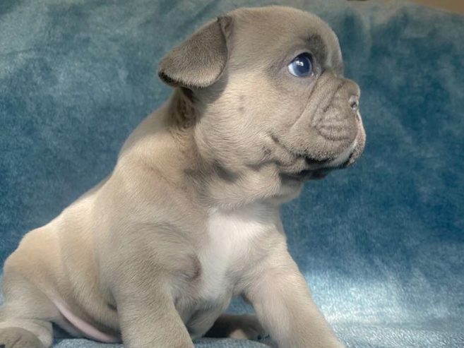 AKC French Bulldog Puppies Blue