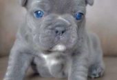 AKC French Bulldog Puppies Blue