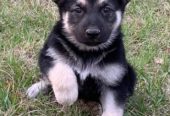German Shepherd Dog puppies for sale
