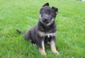 German Shepherd Dog puppies for sale