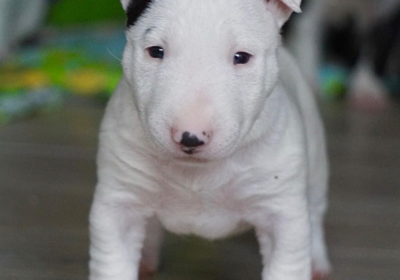 Adorable Miniature bull terrier