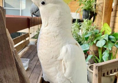 cockatoo-bird