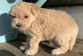 Maltipoos (aka Maltepoos, Malti-poos, and Maltidoodles) and mini Maltipoos are a mix of a mini Poodle (or toy Poodle) and a purebred Maltese. Maltipoo puppies