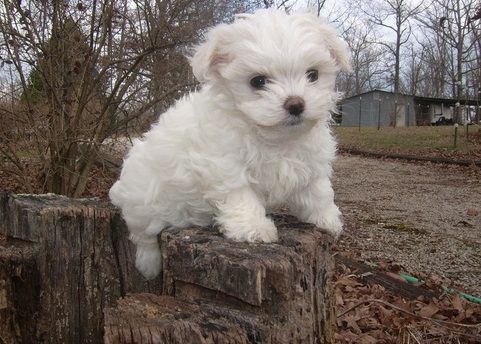 Cute Healthy Maltese Puppies Avail for Sale