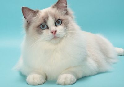 Buy Ragdoll kittens | Buy Ragdoll kittens Online | baily
