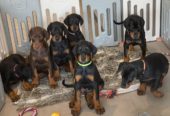 Doberman pinscher puppies for sale
