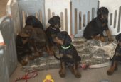Doberman pinscher puppies for sale