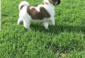 Akita Puppies For sale