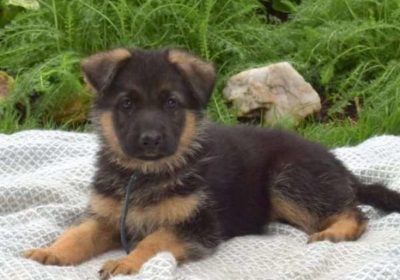 German-Shepherd-Puppies-for-Sale