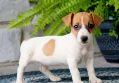 Jack-Russell-Terrier-Puppies