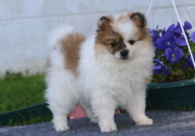 Pomeranian-Puppies-for-Sale