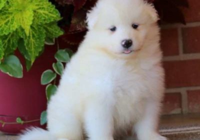 Samoyed Puppies for Sale