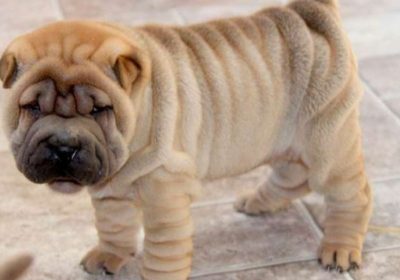 Shar-Pei-Puppies-for-Sale