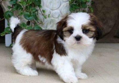 Shih-Tzu-Puppies-for-Sale
