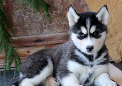 Siberian-Husky-Puppies-For-Sale