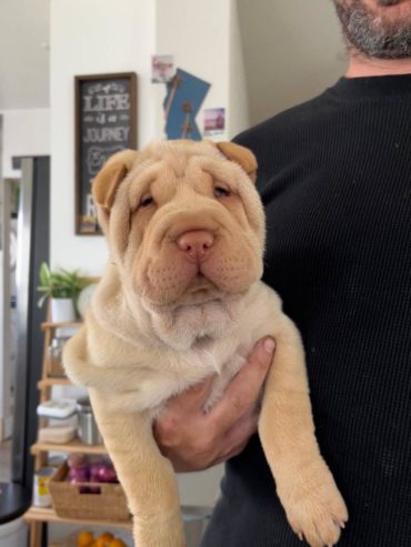 Lovely AKC Chinese Shar-Pei Pups for sale