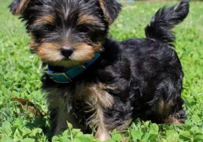 Yorkshire-Terrier-puppies-for-sale-are-adorable