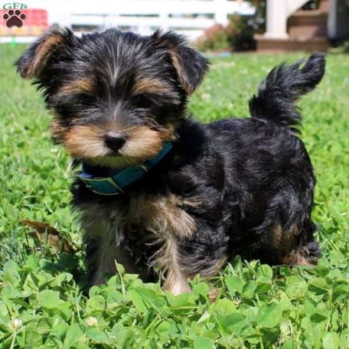Yorkshire-Terrier-puppies-for-sale-are-adorable